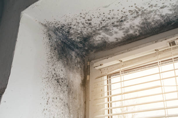 Affordable Mold Cleanup solutions in Morrisdale, PA